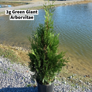 October 2022 3g Green Giant Arborvitae